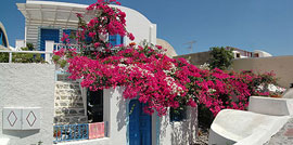 Inselkombi Bouganville Kreta / Santorin