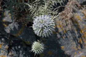 Region: Santorin  - Ort: Santorin