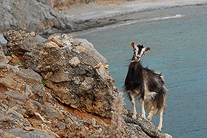 Kreta Nordwesten, Bild 4