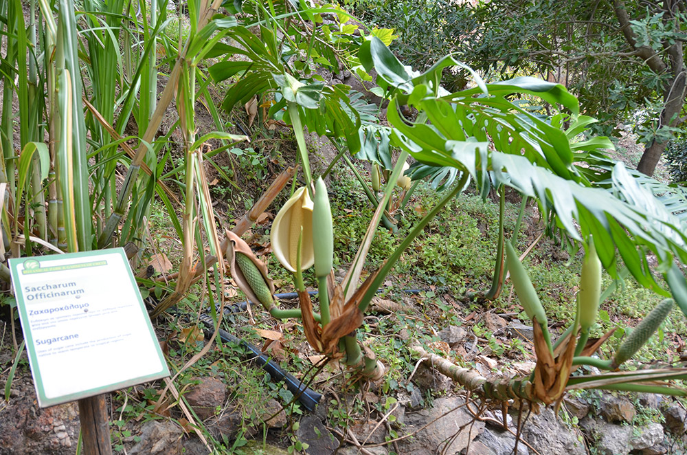 Botanischer Garten