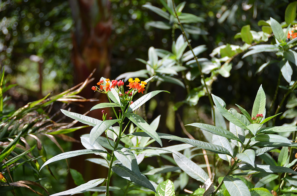 Botanischer Garten und Naturpark bei Chania